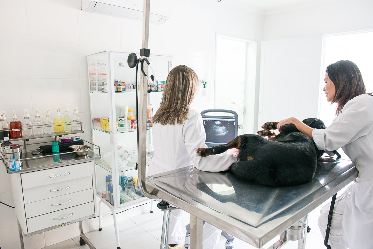 Centro Veterinário Popular - Pet Shop em Cotia
