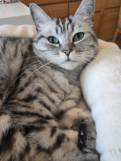 Dr. med. vet. Andrea Vollmar