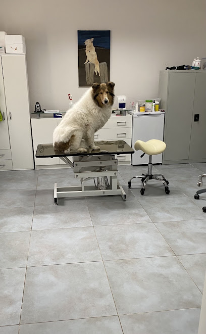 Tierheilpraxis für Hunde | C.Lütz