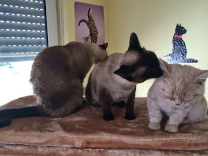 Katzenhotel & Katzenbetreuung Bonn