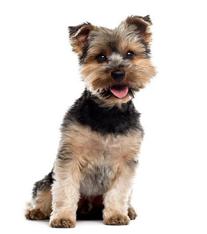 Hundefriseur Jolie - Tierhandlung in Bonn