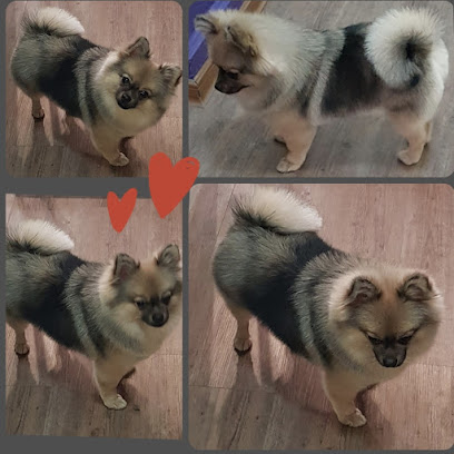 Hundefriseur “tierisch gut“