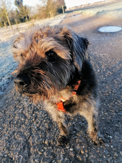 Fellpflege for Cats & Dogs