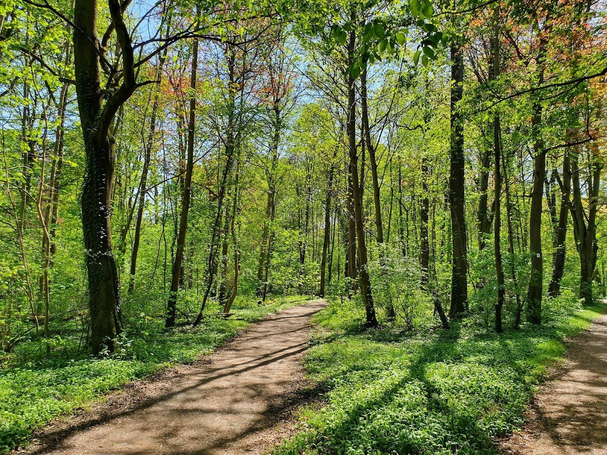Waldpark Mannheim - Foto 3