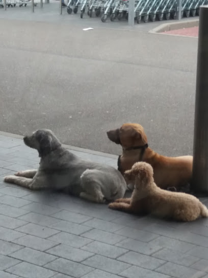 Hundesalon Susi & Struppi