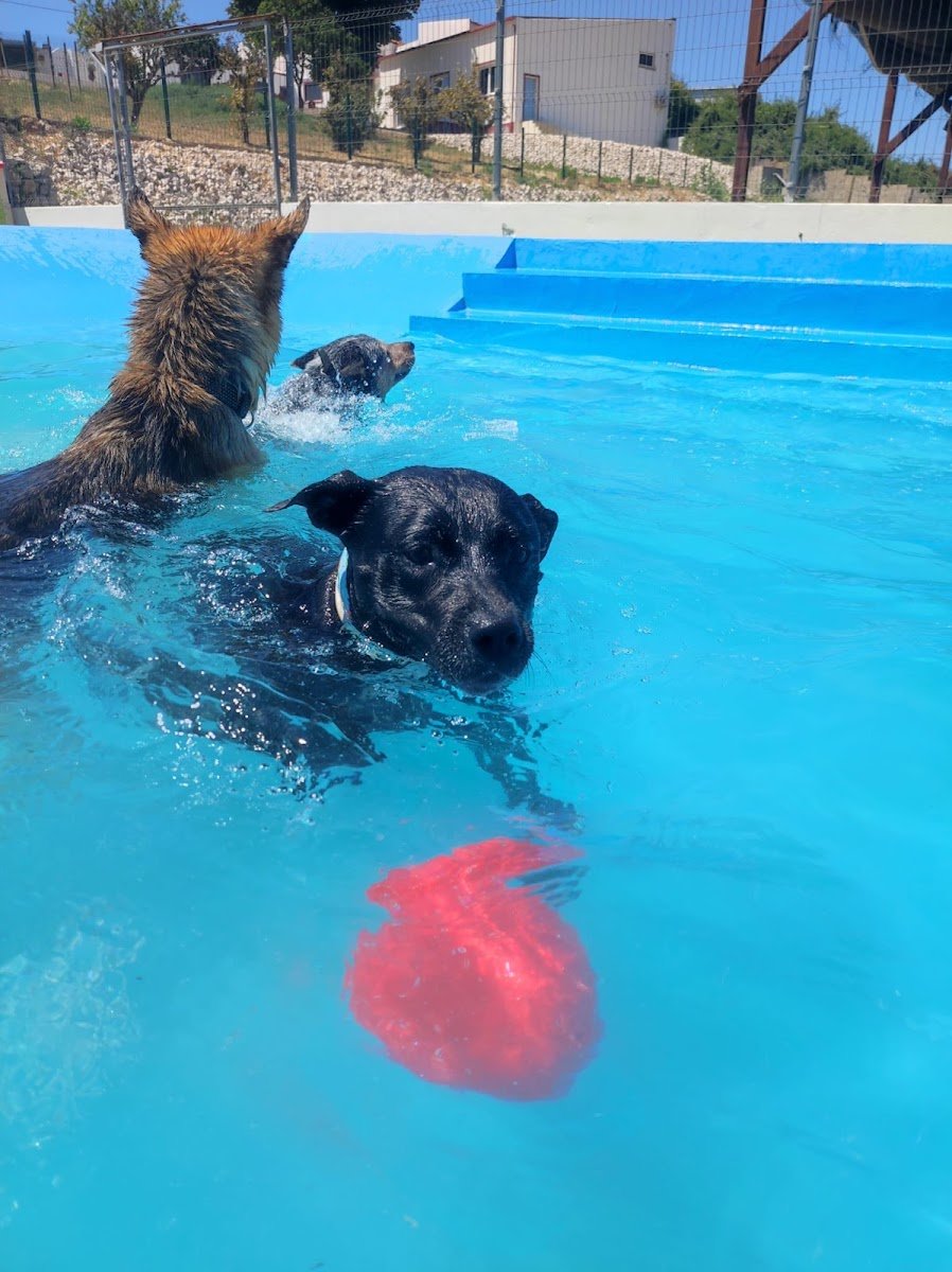Comportamento Canino - Foto 2