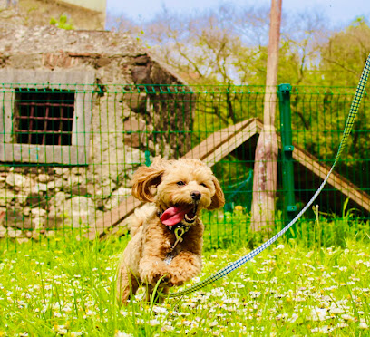 Dog Walking Lisbon