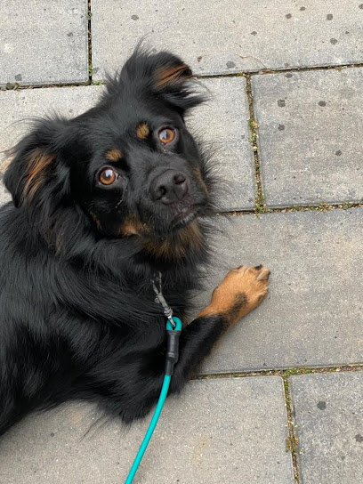 Hundetrainer Stephan Lutz | Hundeschule Karlsruhe