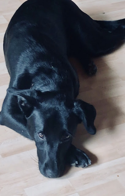 Mama Wulf - Hundefriseur & Grooming Service - Tierhandlung in Karlsruhe