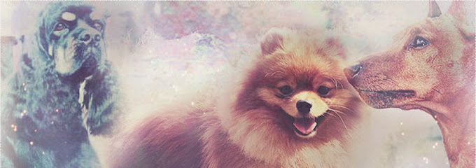 Hundesalon Pfotentreff in Karlsruhe