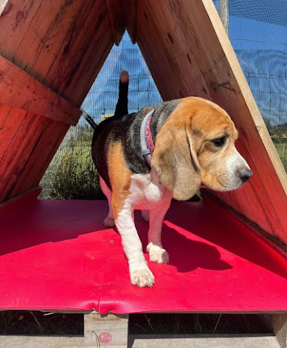 Dogwarts | Estadia familiar & Creche canina - Pet Shop em Porto