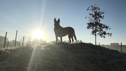 Mania dos Cães - Educação e Comportamento Canino - Pet Shop em Porto