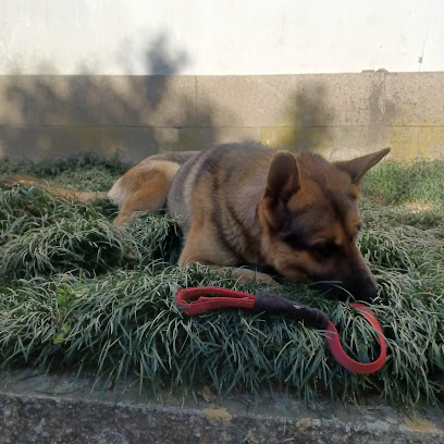Dog Walking Porto