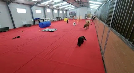 Nortdog - Pet in Nature