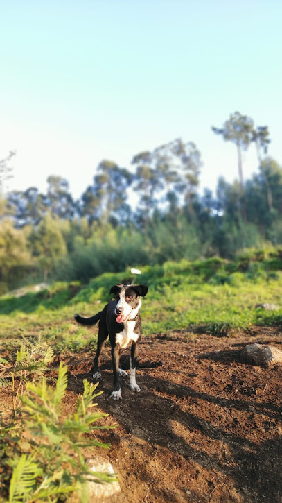 Dogland Braga