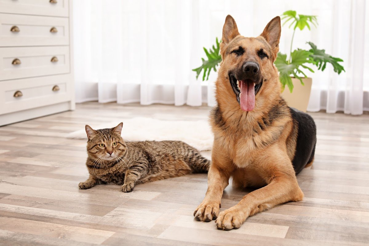 Dona Bigodes - Pet Sitting - Foto 2
