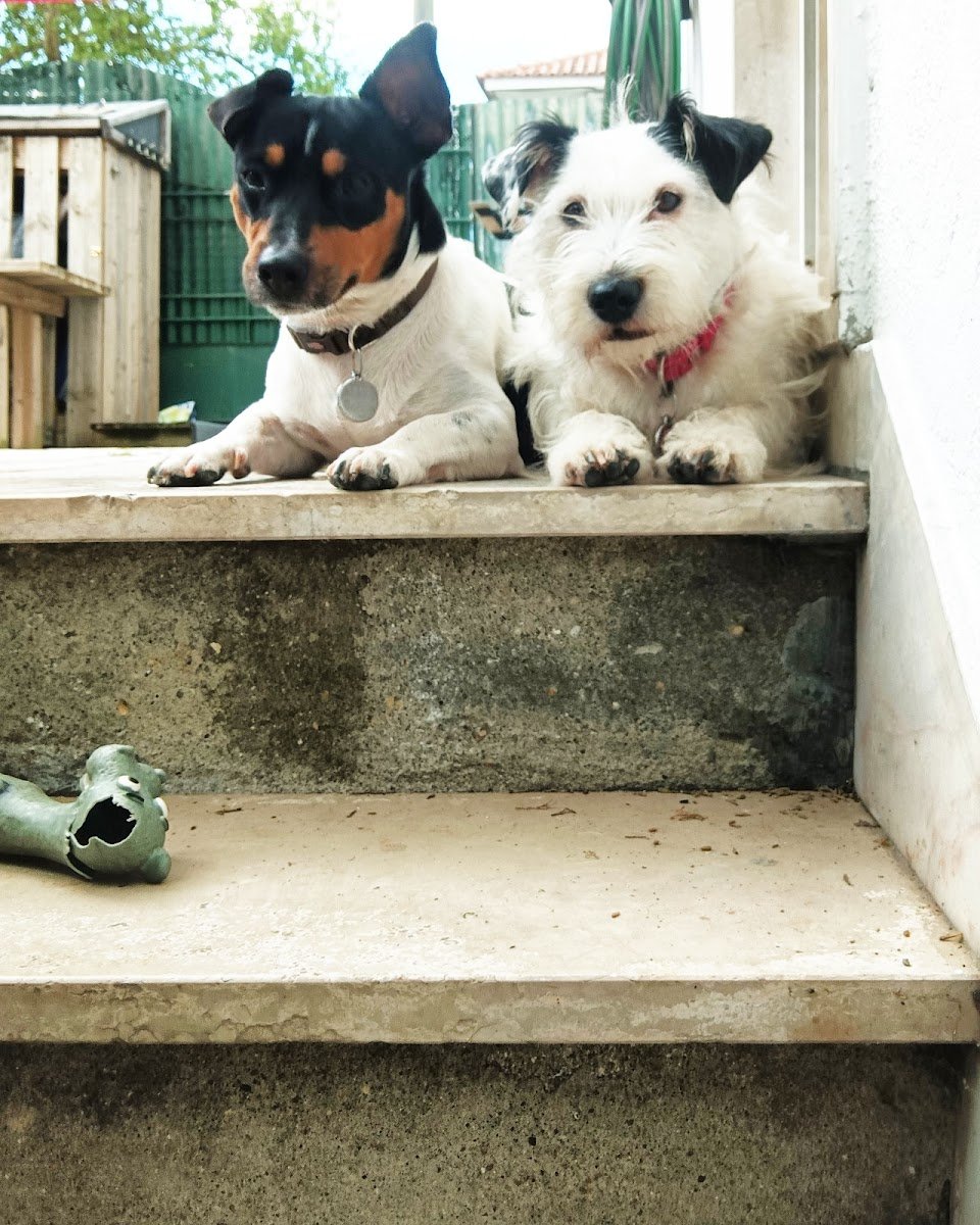 Casal Pet Sitter - Foto 2