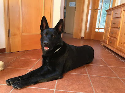 Dr.med.vet. Martin Unger