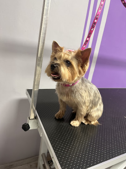 Groom Studio Hundesalon