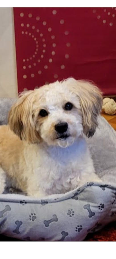 Flotte Pfote - Hunde u. Katzen - Trimmen/Scheren