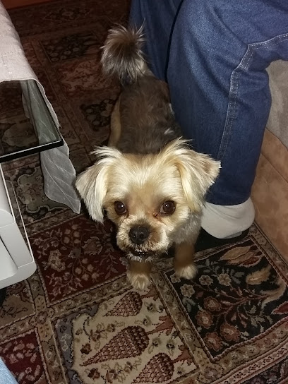 Beauty Dogs Augsburg