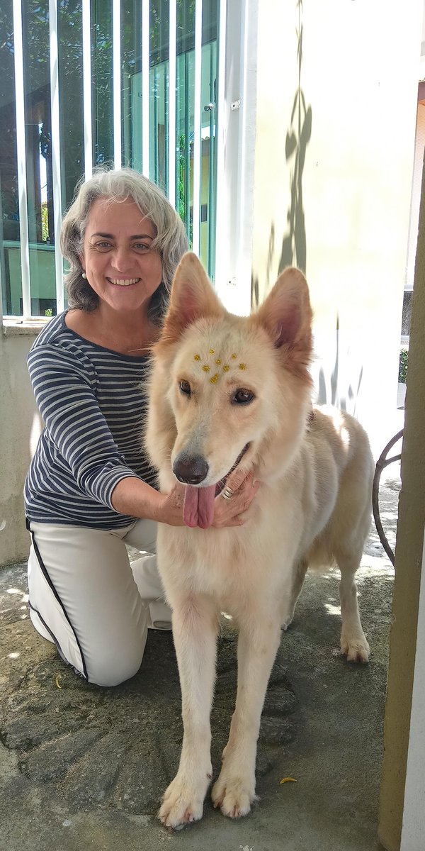 Bicho Solto Saúde Animal