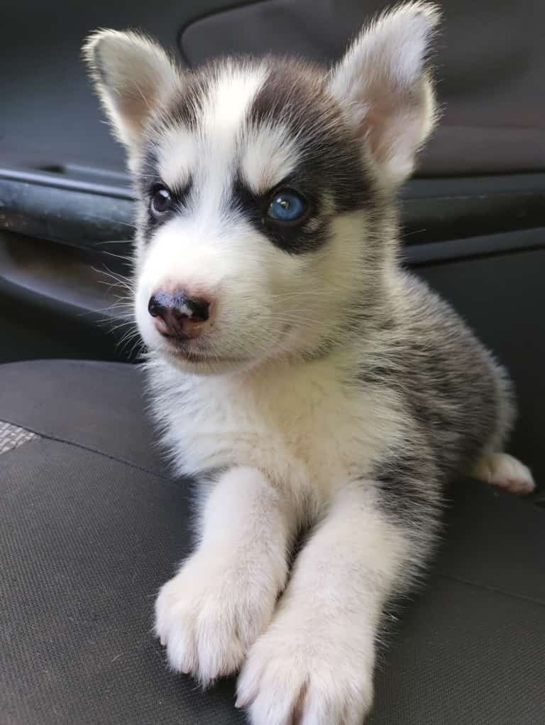 CLINVET-Clínica Veterinária 24hs