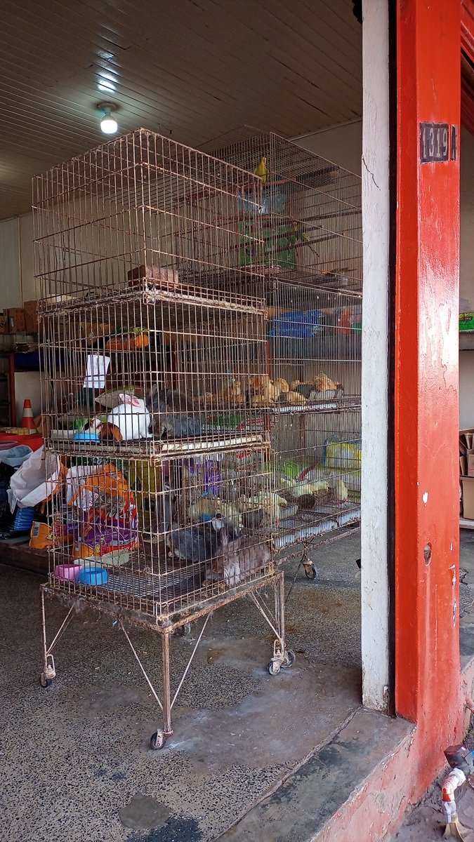 Clínica Veterinária Quatro Patas - Pet Shop em Rondonópolis