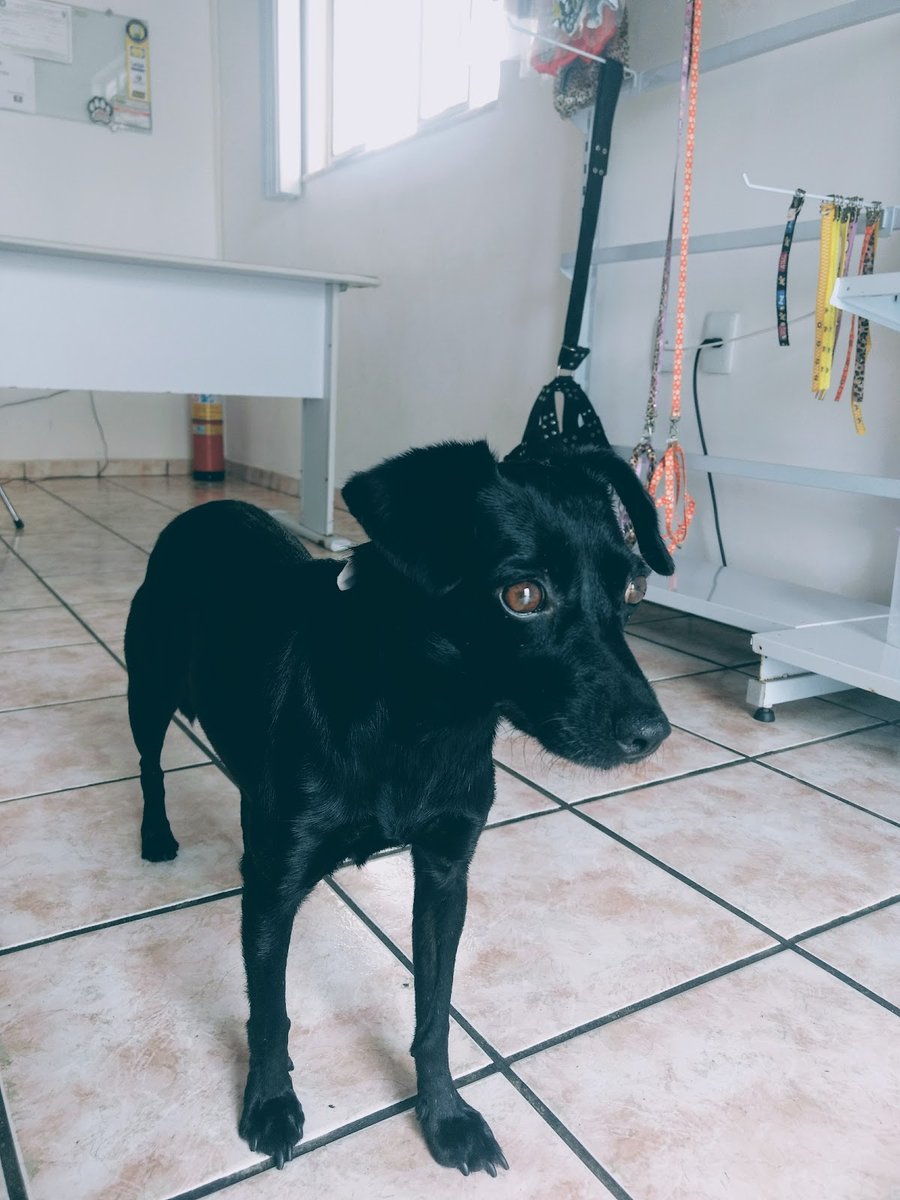 Mania de Bicho - Pet Shop em Vitória da Conquista