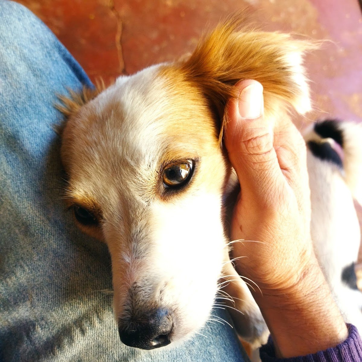 Navet Clínica Veterinária