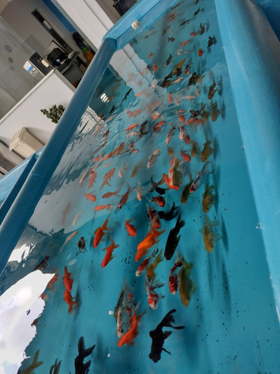Mundo Sub - Pet Shop em Itaboraí