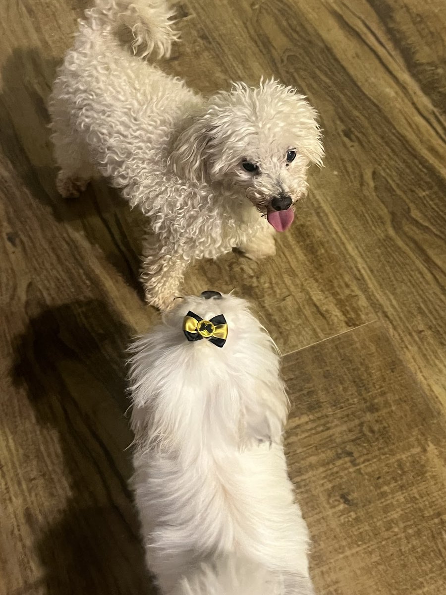 PET HOTEL CÃOBALHOTA