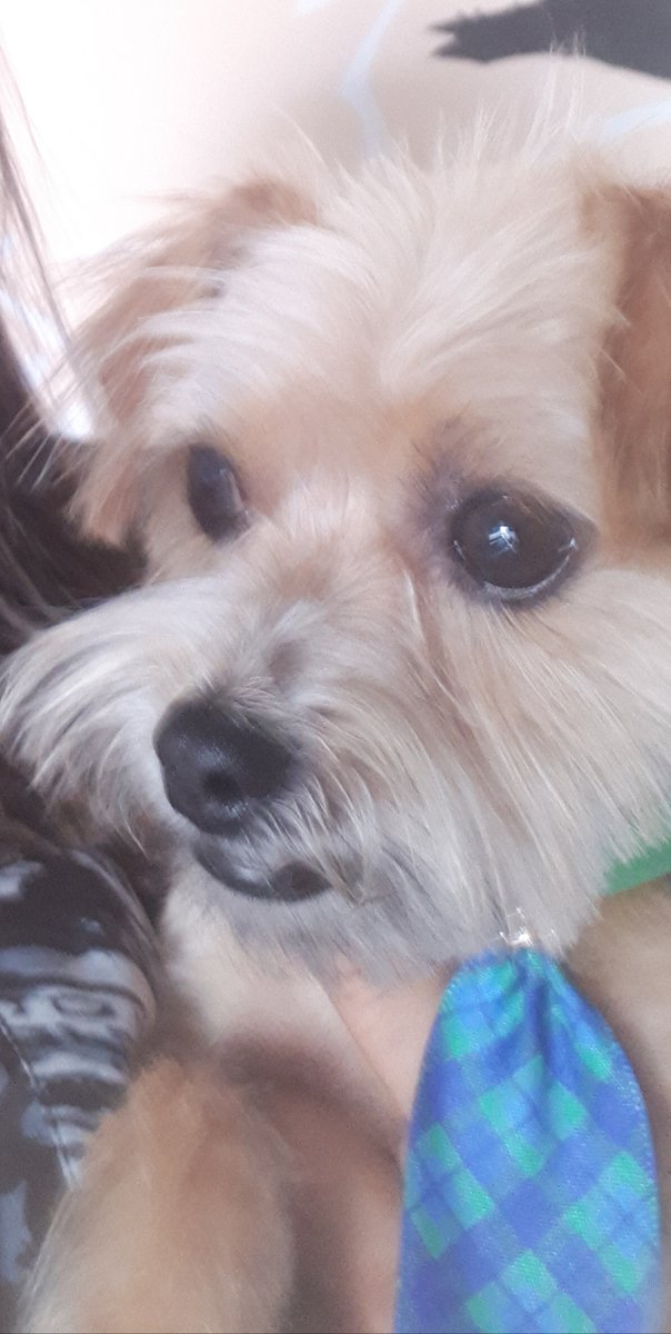 Instituto Veterinário Camila Calheira