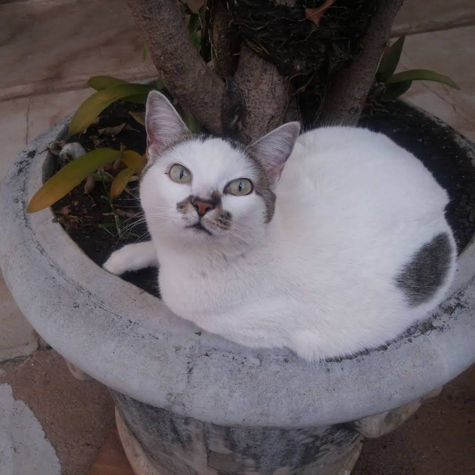 Montanheses Clínica Veterinária