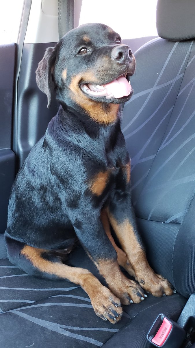 Clínica Veterinária São Francisco de Assis