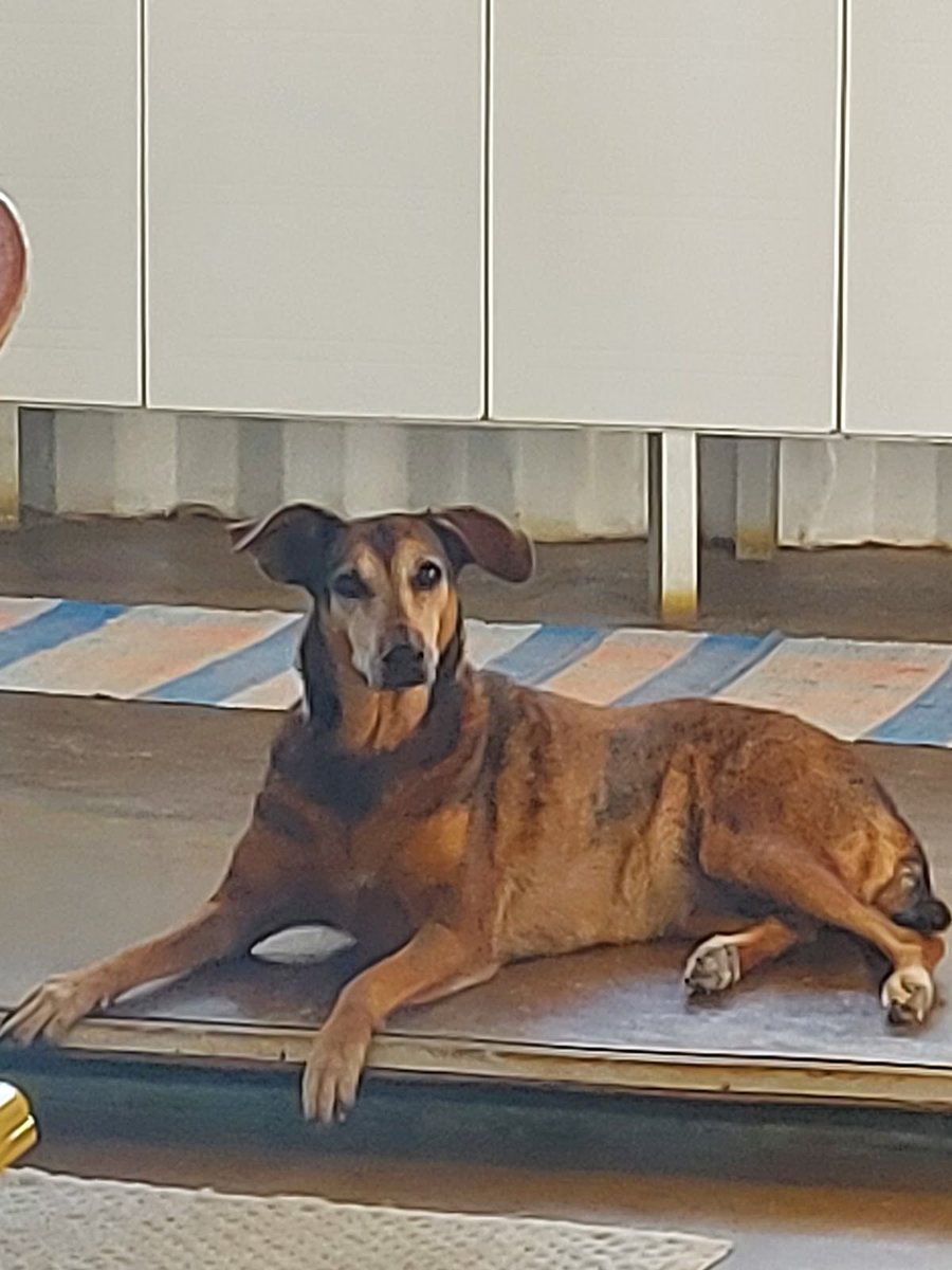 Bicho Gente Veterinária