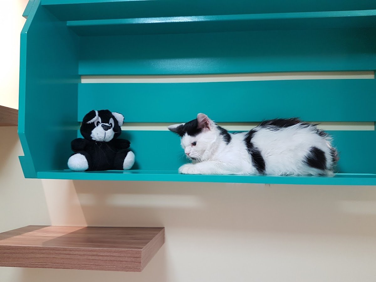 Harmony Vet - Especialidades