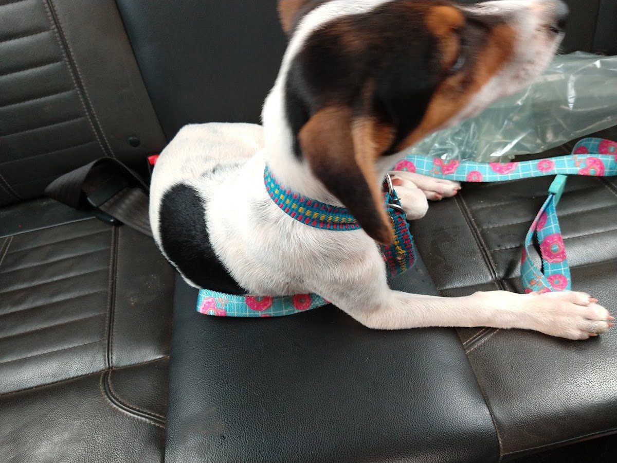 Veterinary Clinic St. Bernard