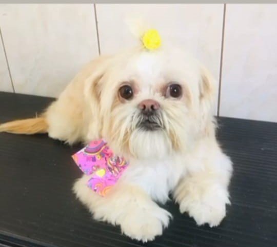 Clinica veterinária Oficina Animal