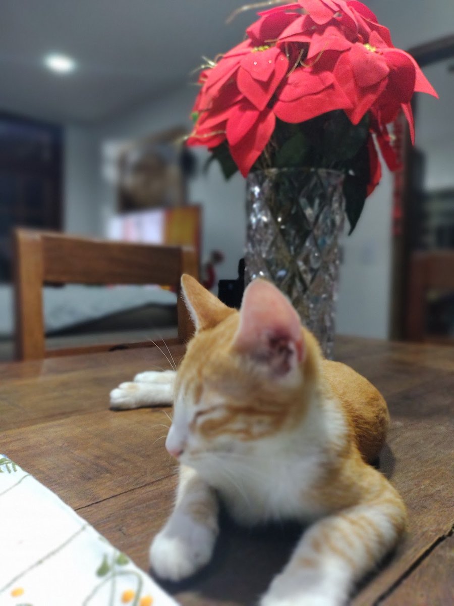 Veterinaria itaipu - Pet Shop em Niterói