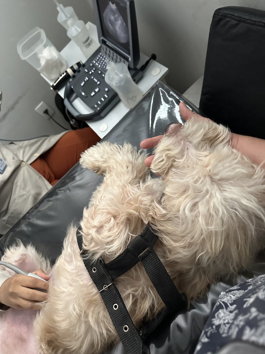 Doctor Vet Clinic and Petshop - Pet Shop em Teresina