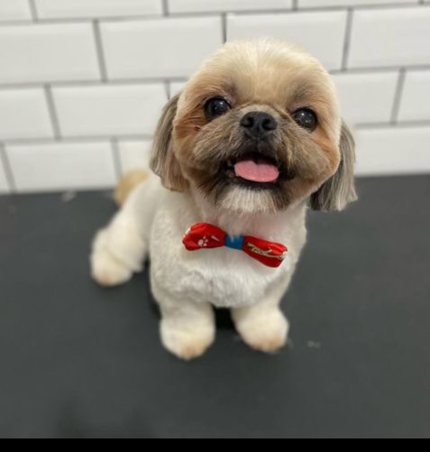 Renovação Animal Banho e Tosa