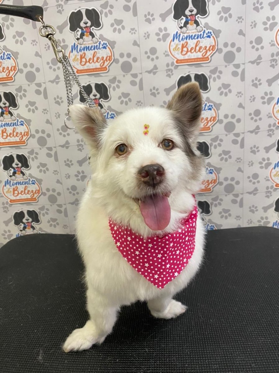 Pet Shop Momento de Beleza