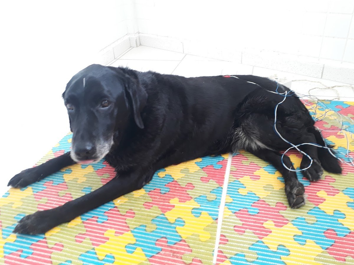 Bicho Zen Consultório Veterinário - Pouso Alegre