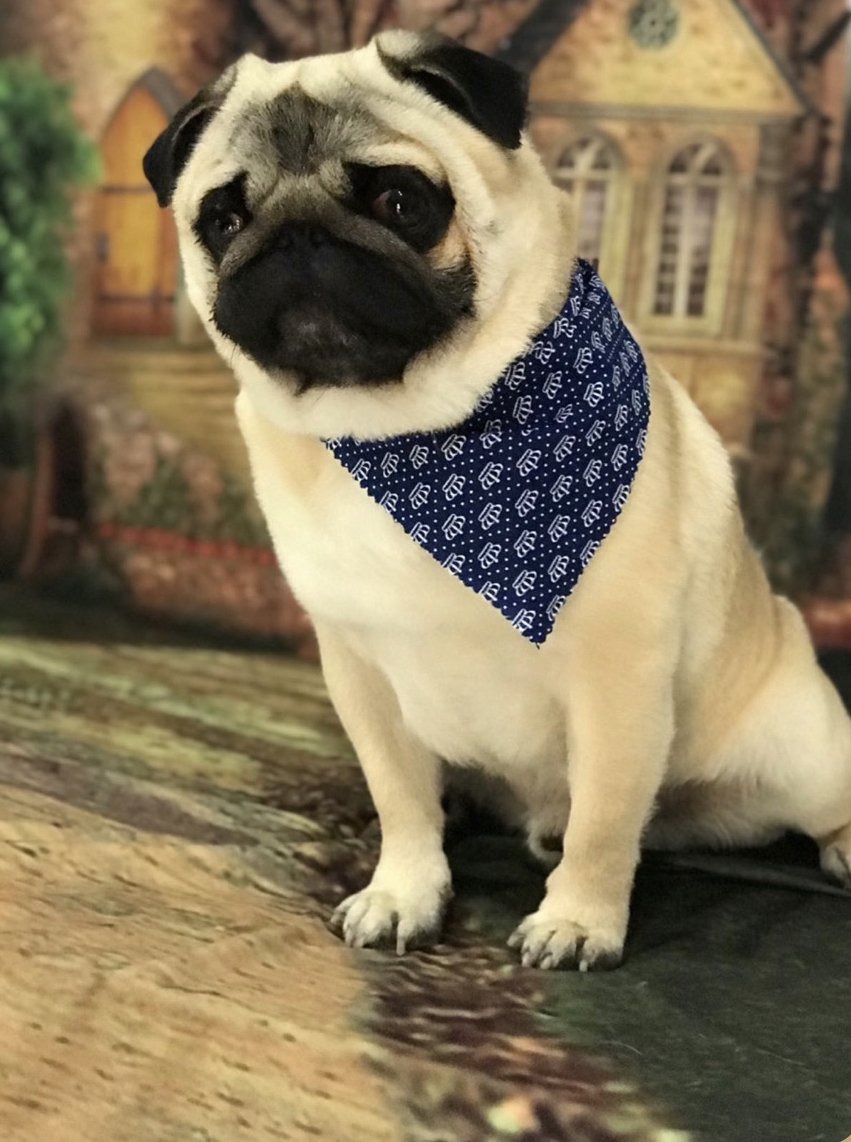 Veterinaria Emporium Pet