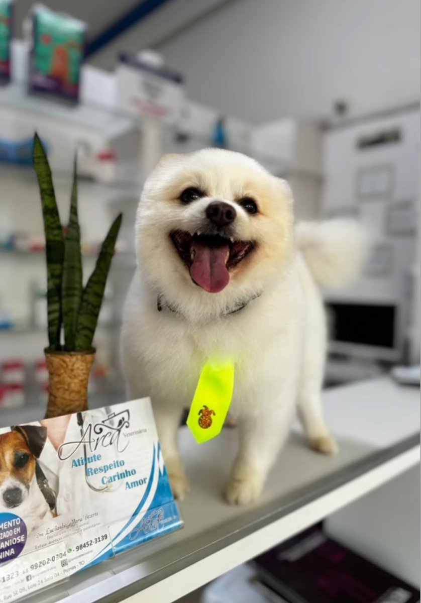 Arca Veterinária - Pet Shop em Palmas