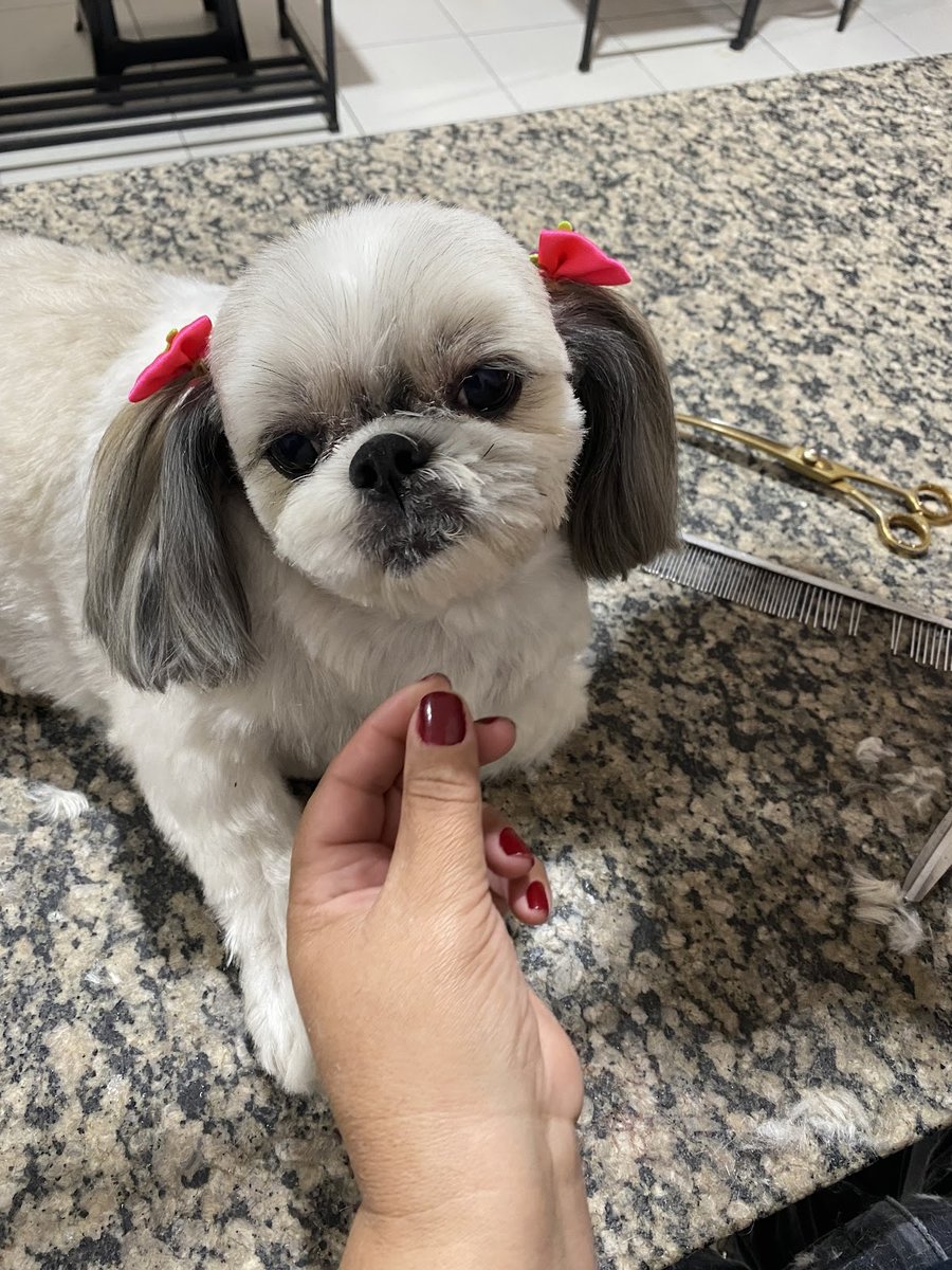 Styllus Dog Banho & Tosa