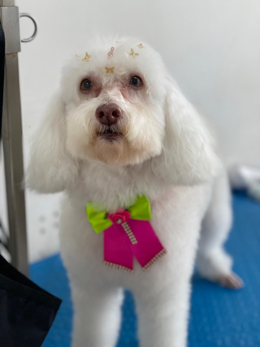 Pet Shop São Franscisco de Assis