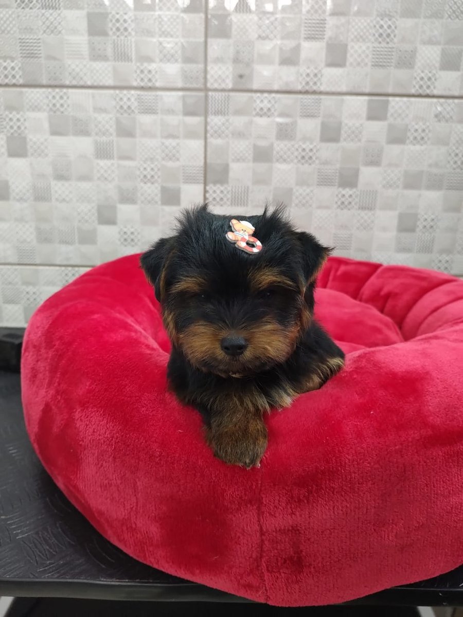 Bicho Mania - Pet Shop em Panambi