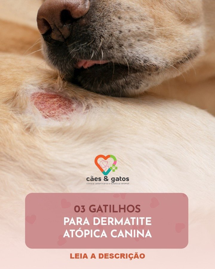 Cães e Gatos Consulório Veterinário